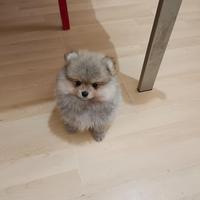 Volpino di Pomerania