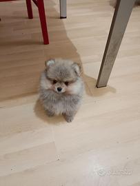 Volpino di Pomerania