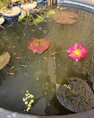 Medaka red king orizias latips (1coppia M+F)