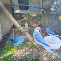 Parrocchetti dal collare