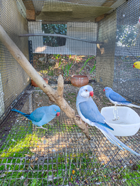 Parrocchetti dal collare