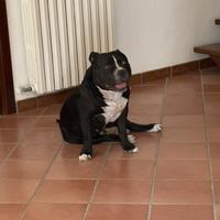 American Bully disponibile per monta