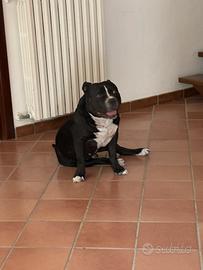 American Bully disponibile per monta