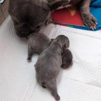 Due femminucce di bourdog francese blue