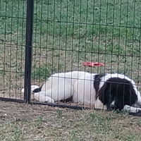 Cuccioli Terranova bianco e neri
