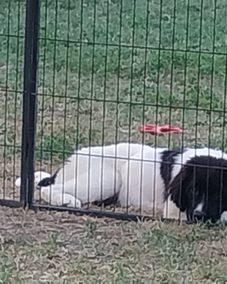 Cuccioli Terranova bianco e neri