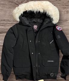 Canada goose