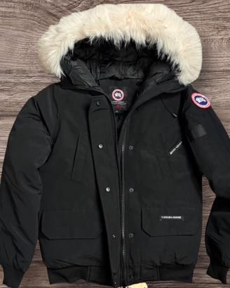 Canada goose