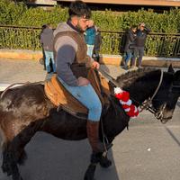 Cavallo tolfetano