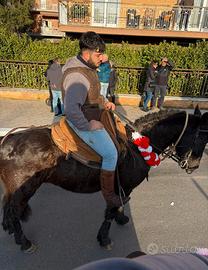 Cavallo tolfetano