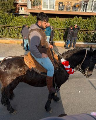 Cavallo tolfetano