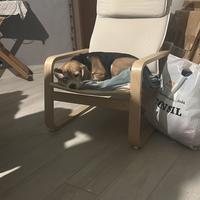 Beagle di 7 anni, con pedigree , di nome ettore