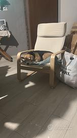 Beagle di 7 anni, con pedigree , di nome ettore