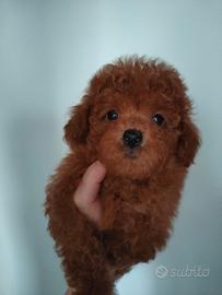 Barboncini Toy e Minitoy