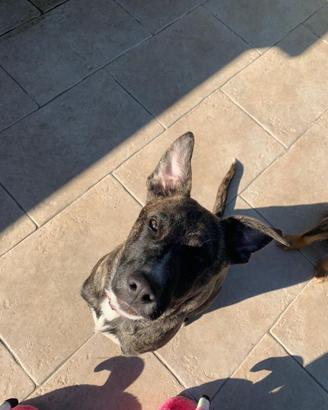 Cane 2 anni