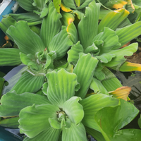 Pistia stratiotes