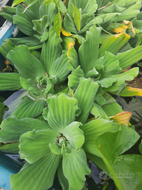 Pistia stratiotes