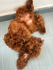 Cane barboncino