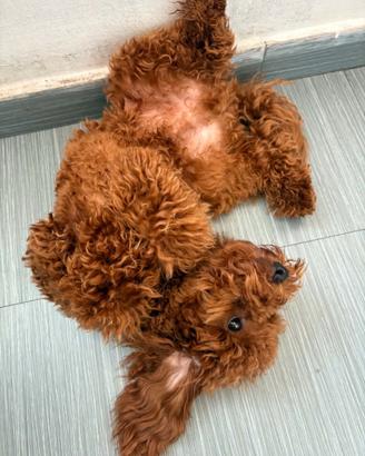 Cane barboncino