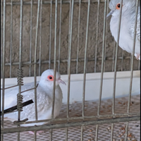 Tortorelle dimantine