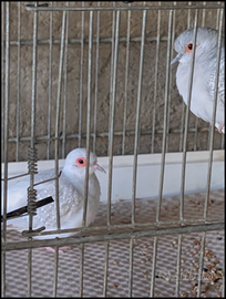 Tortorelle dimantine