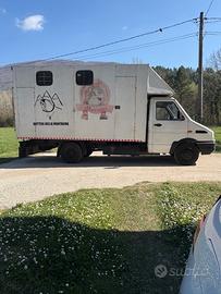 IVECO DAILY trasporto cavalli