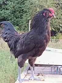 Gallo Araucana inglese nero