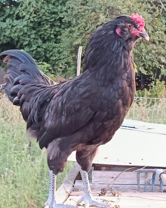 Gallo Araucana inglese nero