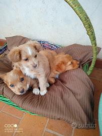 Cuccioli simile Volpino Meticcio