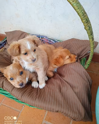 Cuccioli simile Volpino Meticcio