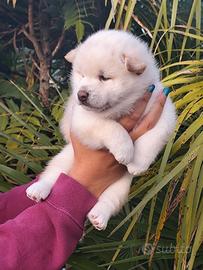 Meraviglioso cucciolo di Shiba