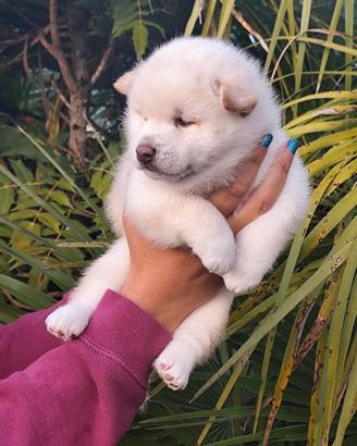 Meraviglioso cucciolo di Shiba