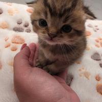 Cucciolo scottish fold