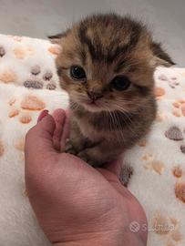 Cucciolo scottish fold