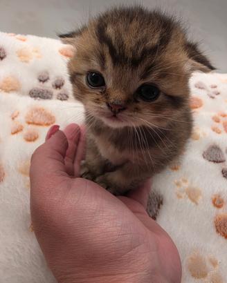 Cucciolo scottish fold