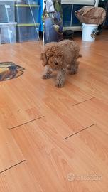 Cuccioli di barboncino