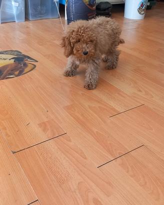 Cuccioli di barboncino