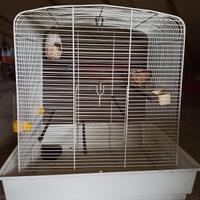 Gabbia per volatili 