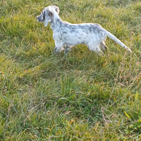 È disponibbile un Cucciolo dietter inglese