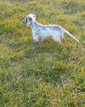 È disponibbile un Cucciolo dietter inglese