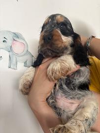 Cuccioli di cocker spaniel