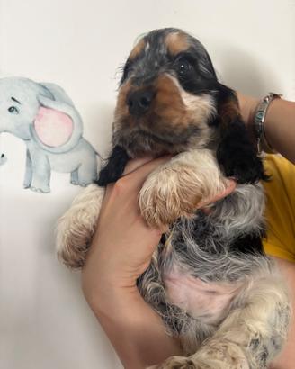 Cuccioli di cocker spaniel