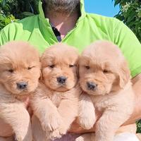 Cuccioli golden retriever americano 100%