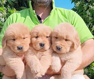 Cuccioli golden retriever americano 100%