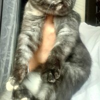 Cucciola di scottish fold