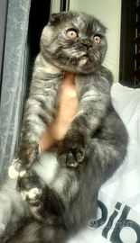 Cucciola di scottish fold