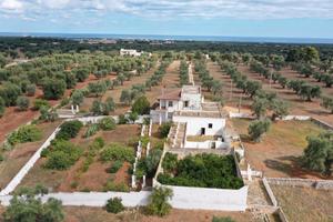 Fasano masseria con uliveto