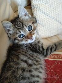 Gattina simpatica e coccolosa