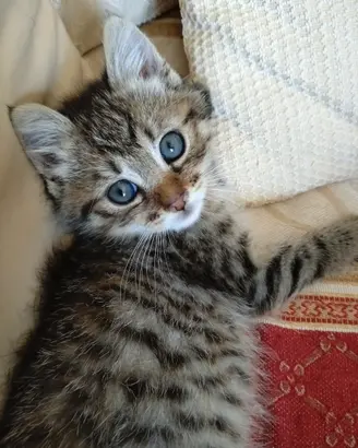 Gattina simpatica e coccolosa