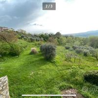 Terreno agricolo con uliveto